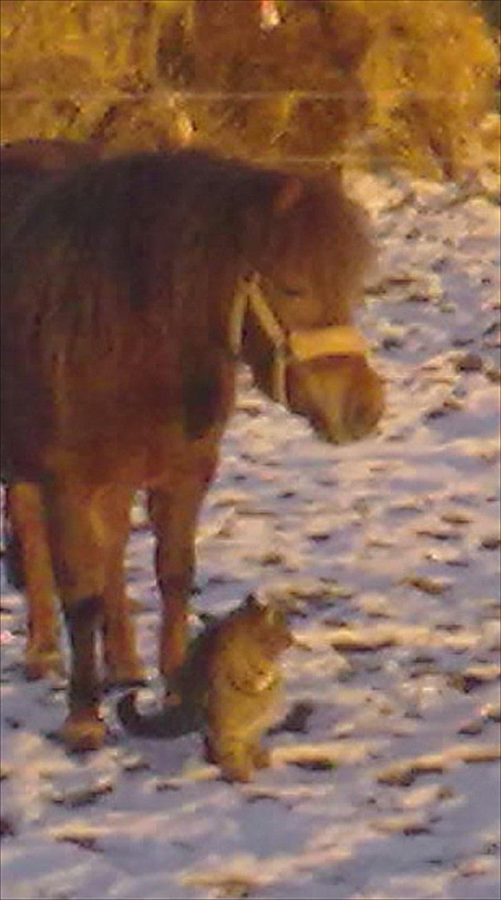 Shetlænder Lander's Sindy af Egedal (--Himmelpony--) billede 10