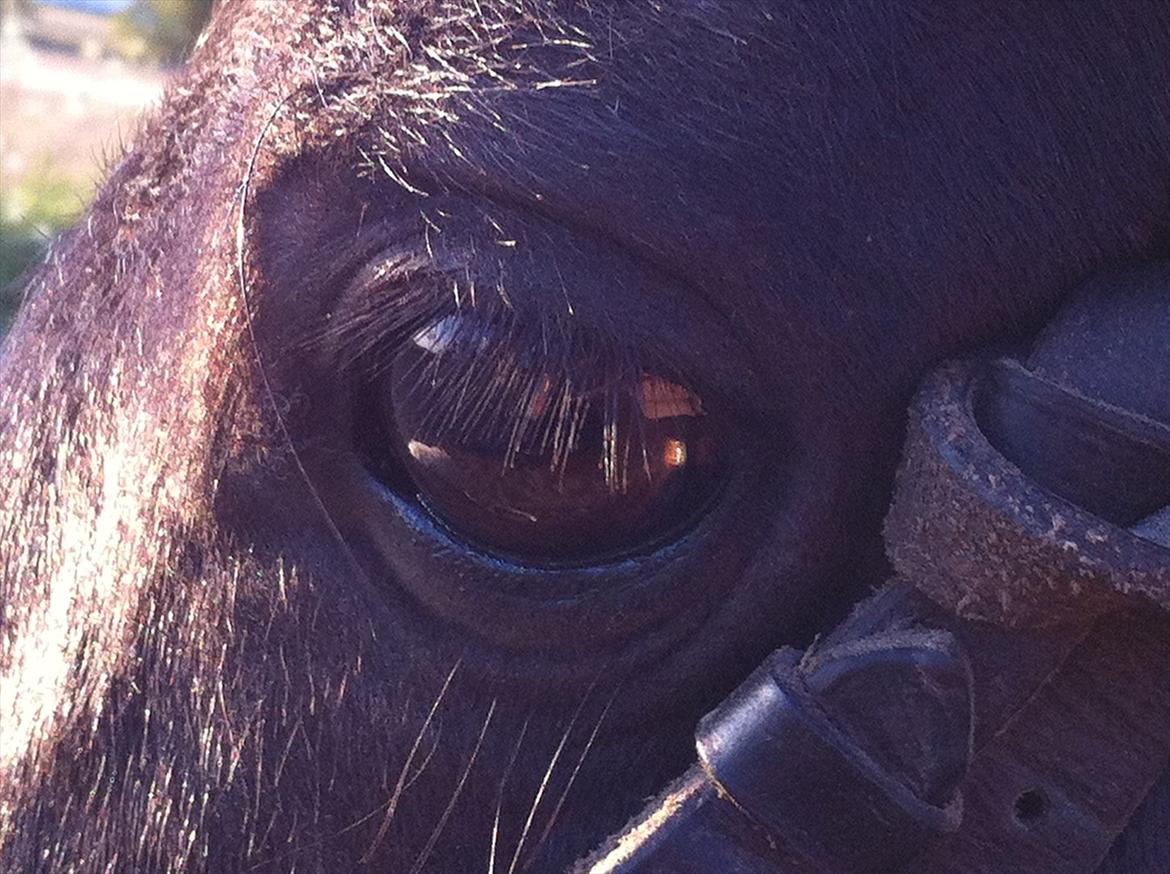 Shetlænder Kærholms Fie - There is something about the outside of a horse, that is good for the insede of a man. billede 5