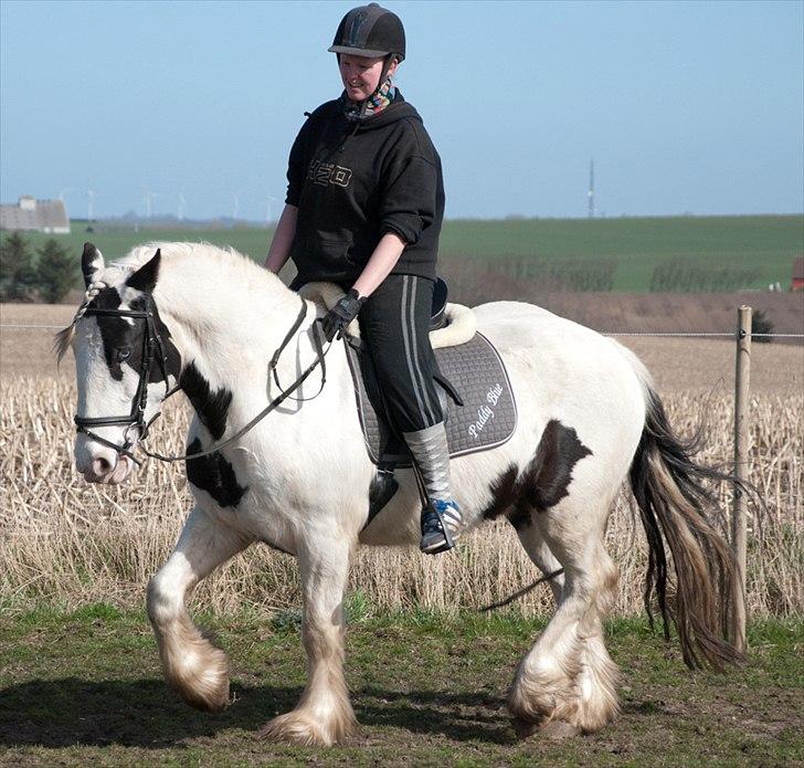 Tinker Paddy Blue ~ Min Soulmate ~ [Himmelhest] - - Slutter timen af med trav for løse tøjler, sikke smukt han går, i modsætning til sin trætte mooaar... Hihi... - billede 6