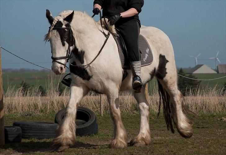 Tinker Paddy Blue ~ Min Soulmate ~ [Himmelhest] - Skridter varm på den kønneste skabning i verden...  billede 11