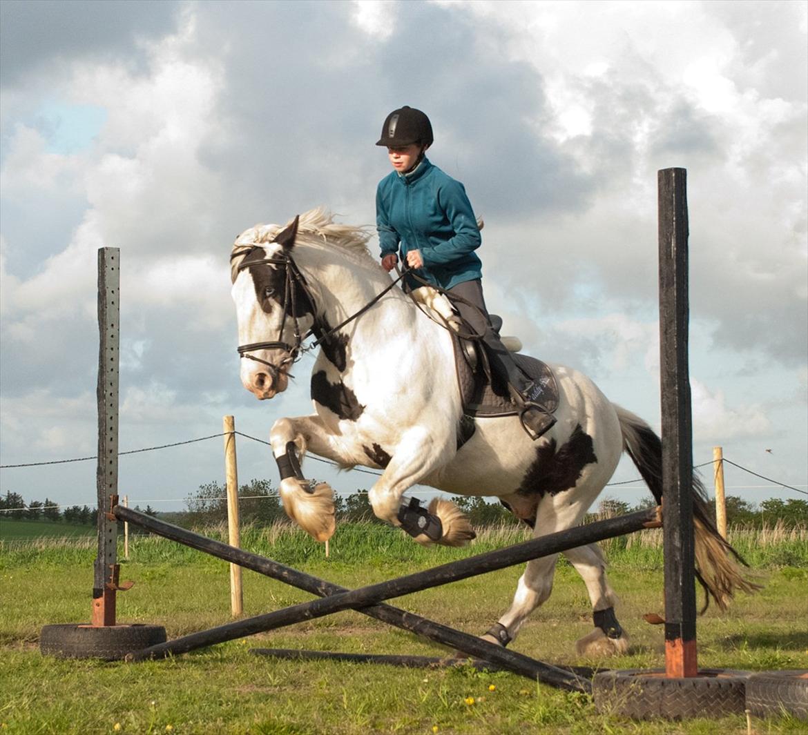 Tinker Paddy Blue ~ Min Soulmate ~ [Himmelhest] - * * * De bedste springer..!! Elsker den himmel der..!!! * * * billede 7