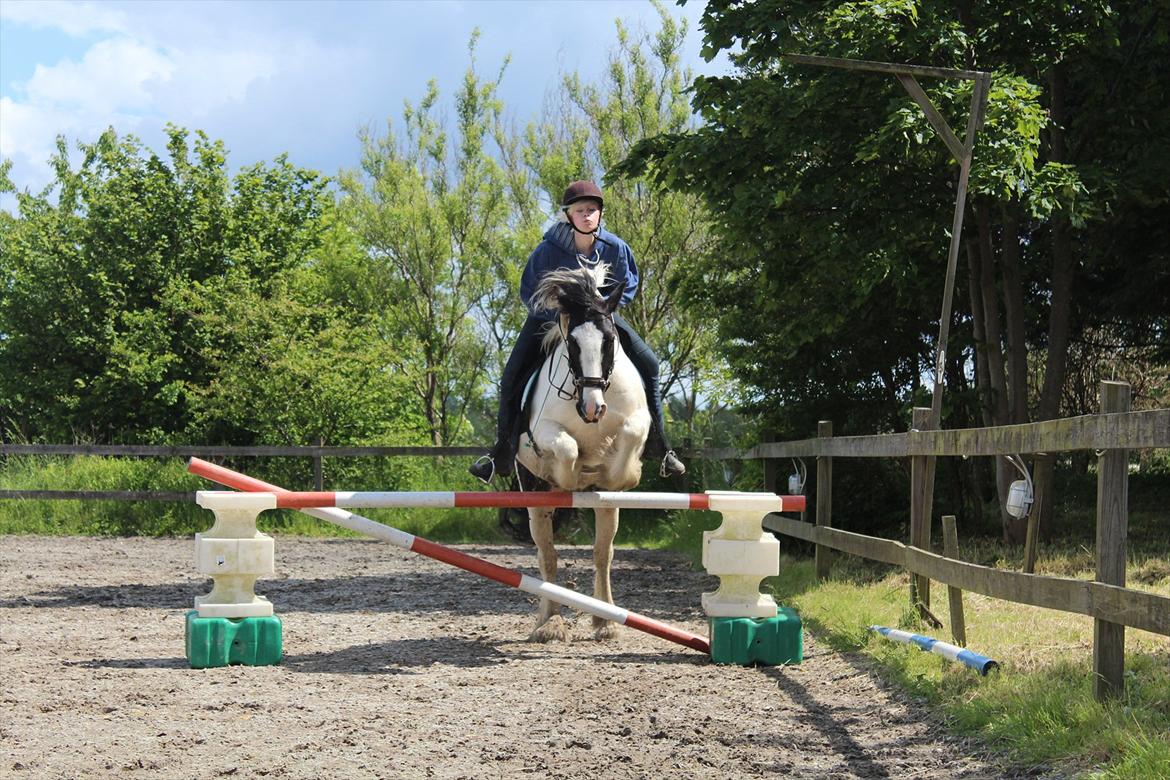 Irish Cob Django - Dette er det maximale vi har sprunget. - Juni 2012 billede 10