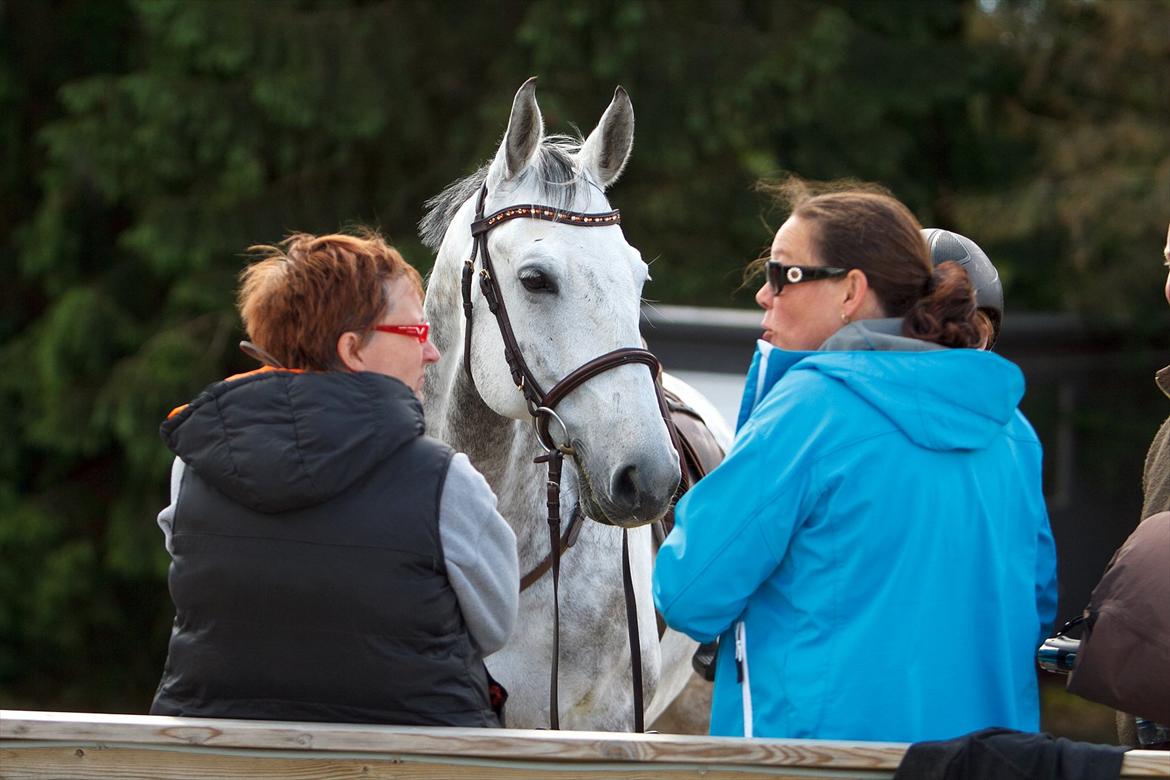 Anden særlig race Roselundens Abu billede 6