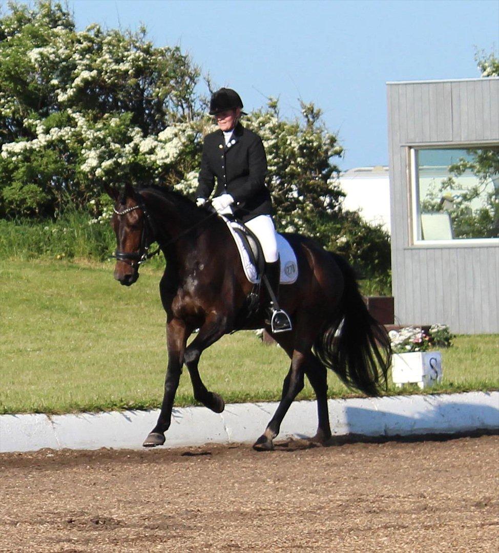 Dansk Varmblod Ranova - gangartsklasse ved C-stævne i Løgstør billede 16