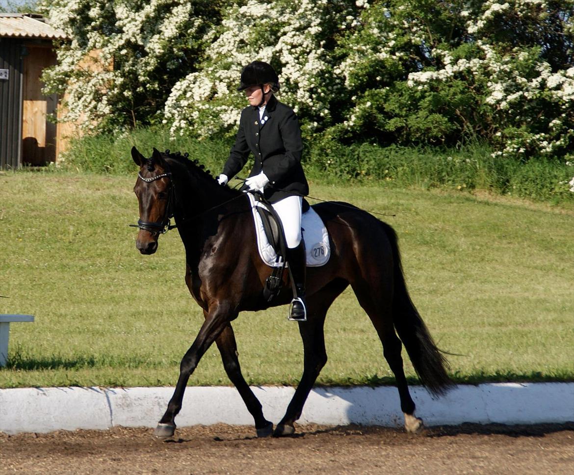 Dansk Varmblod Ranova - C-stævne i Løgstør maj 2012 billede 17