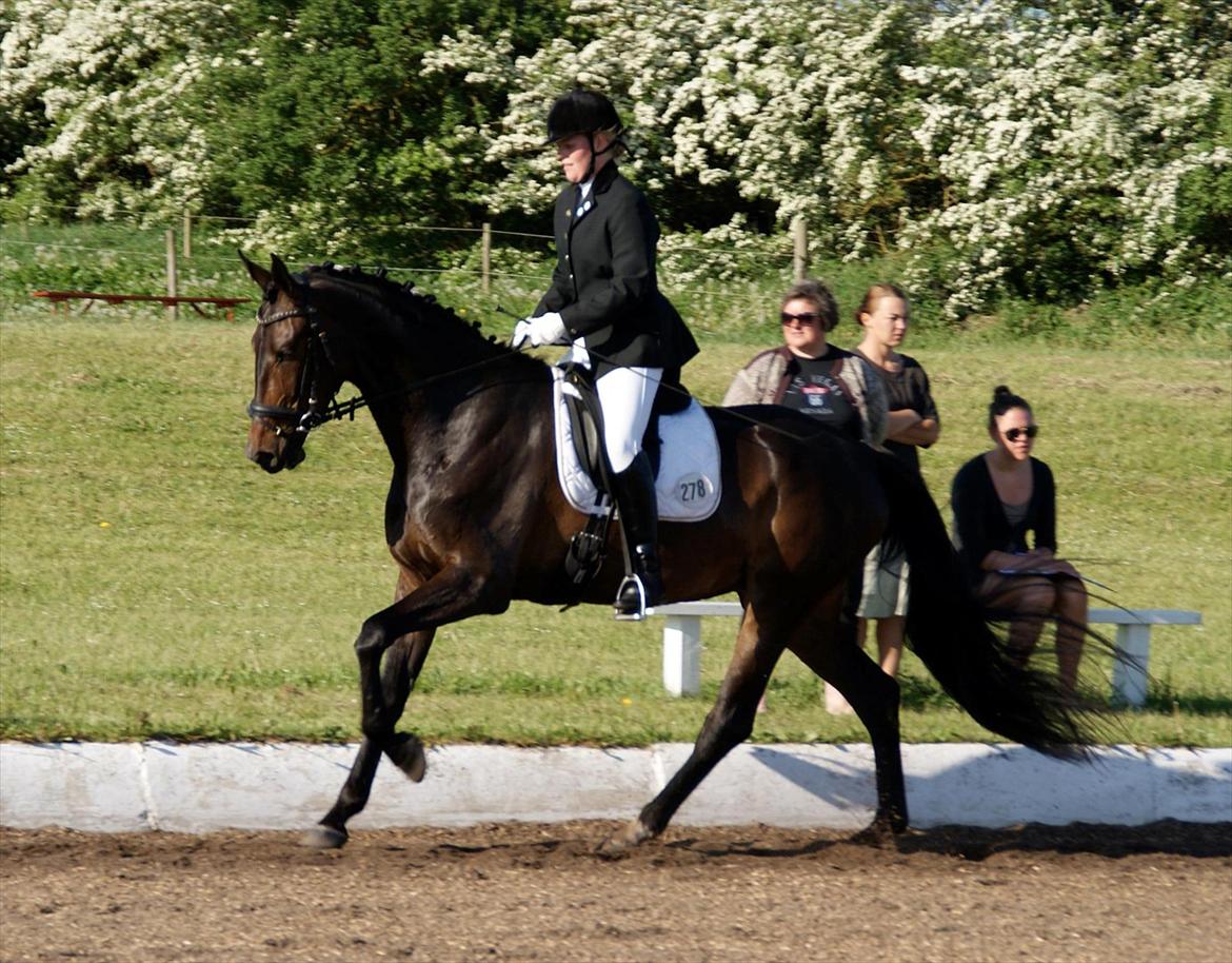 Dansk Varmblod Ranova - C-stævne i Løgstør maj 2012
 billede 18