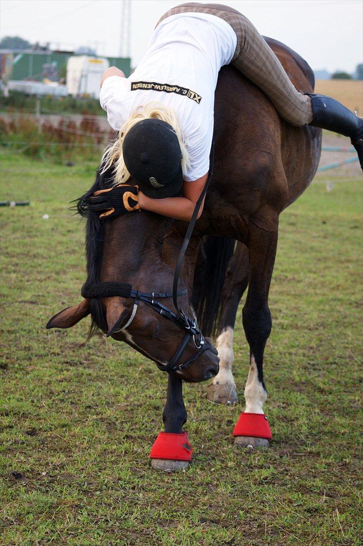 Hannoveraner l »Ramina« billede 9