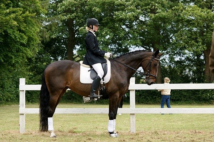 Hannoveraner l »Ramina« billede 14