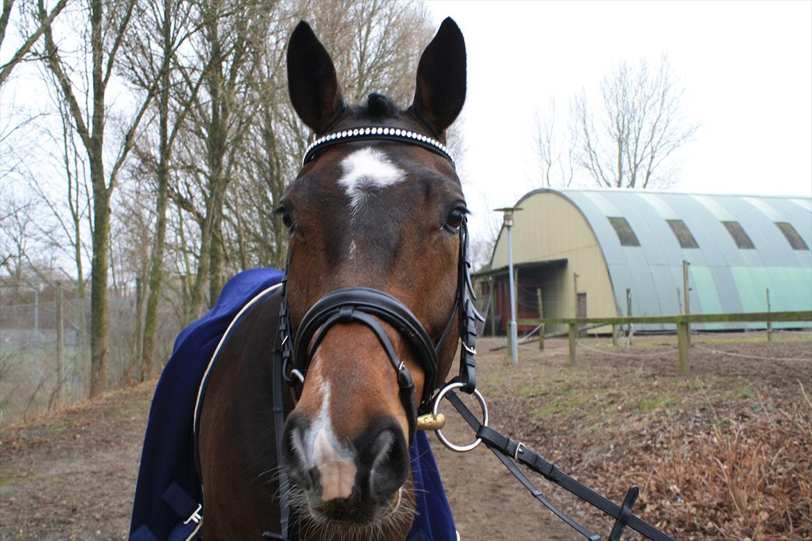 Dansk Varmblod Østergårdens Deleight billede 2