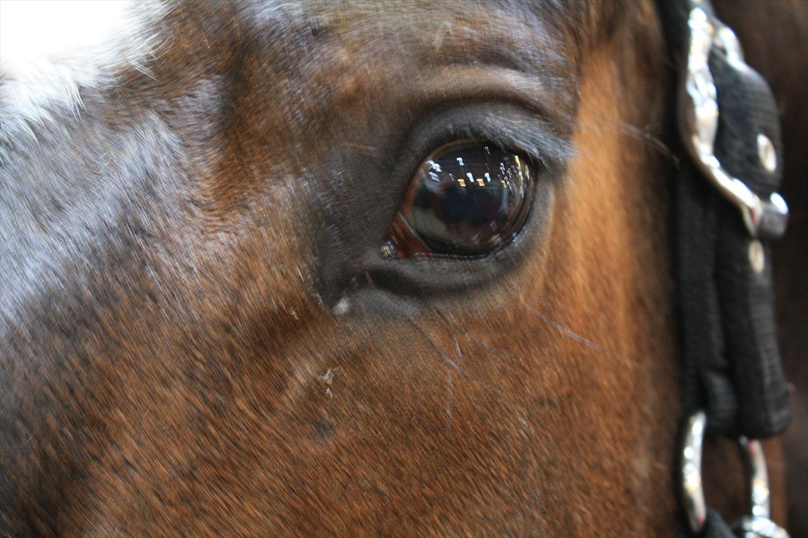 Dansk Varmblod Østergårdens Deleight billede 3