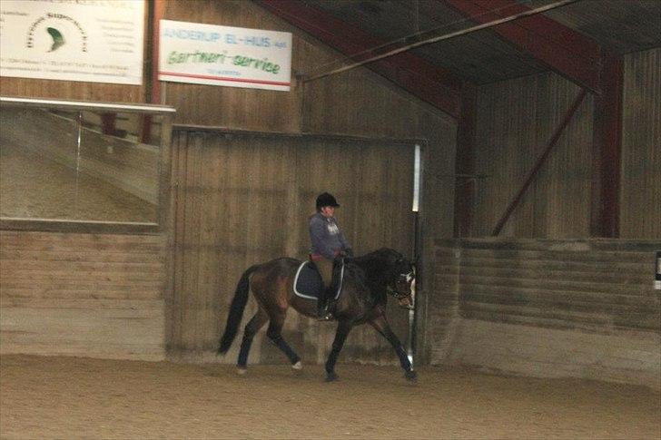 Dansk Varmblod Østergårdens Deleight - I genoptræning.. :) billede 5