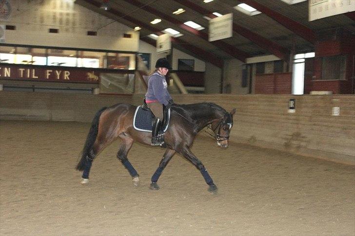 Dansk Varmblod Østergårdens Deleight billede 6