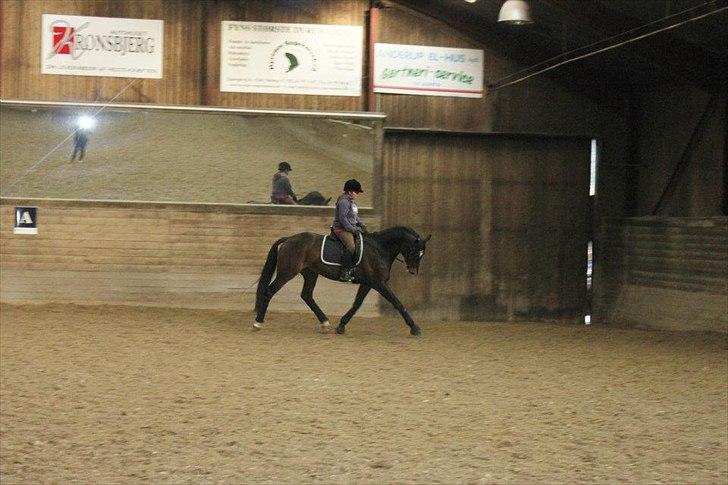 Dansk Varmblod Østergårdens Deleight billede 7