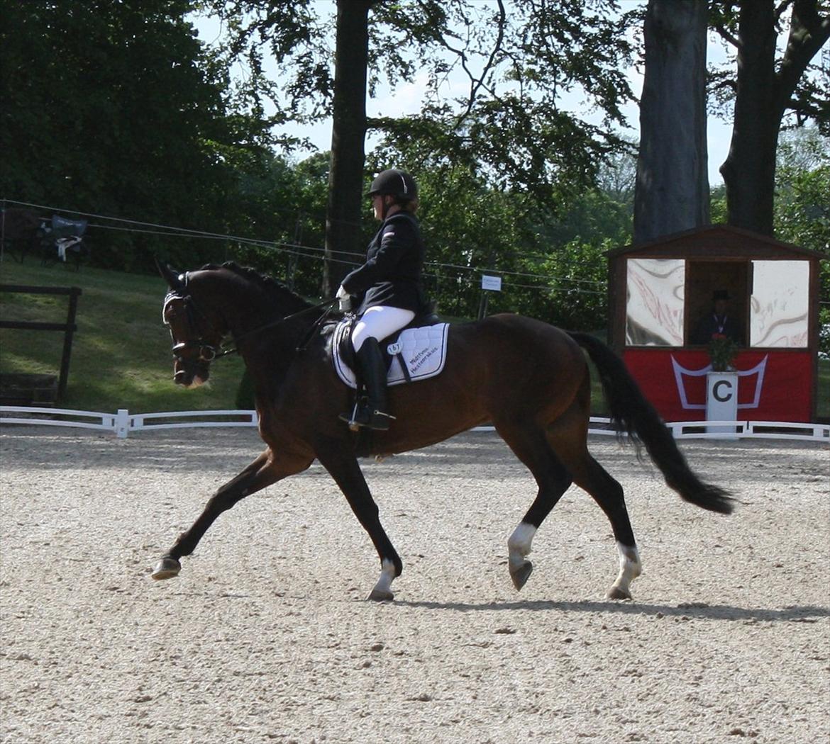 Dansk Varmblod Østergårdens Deleight - DM 2012 billede 8