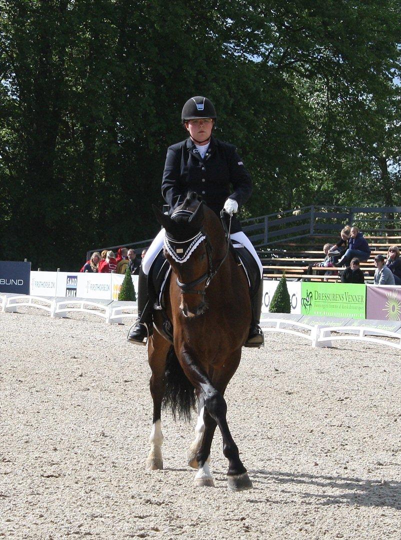 Dansk Varmblod Østergårdens Deleight billede 9