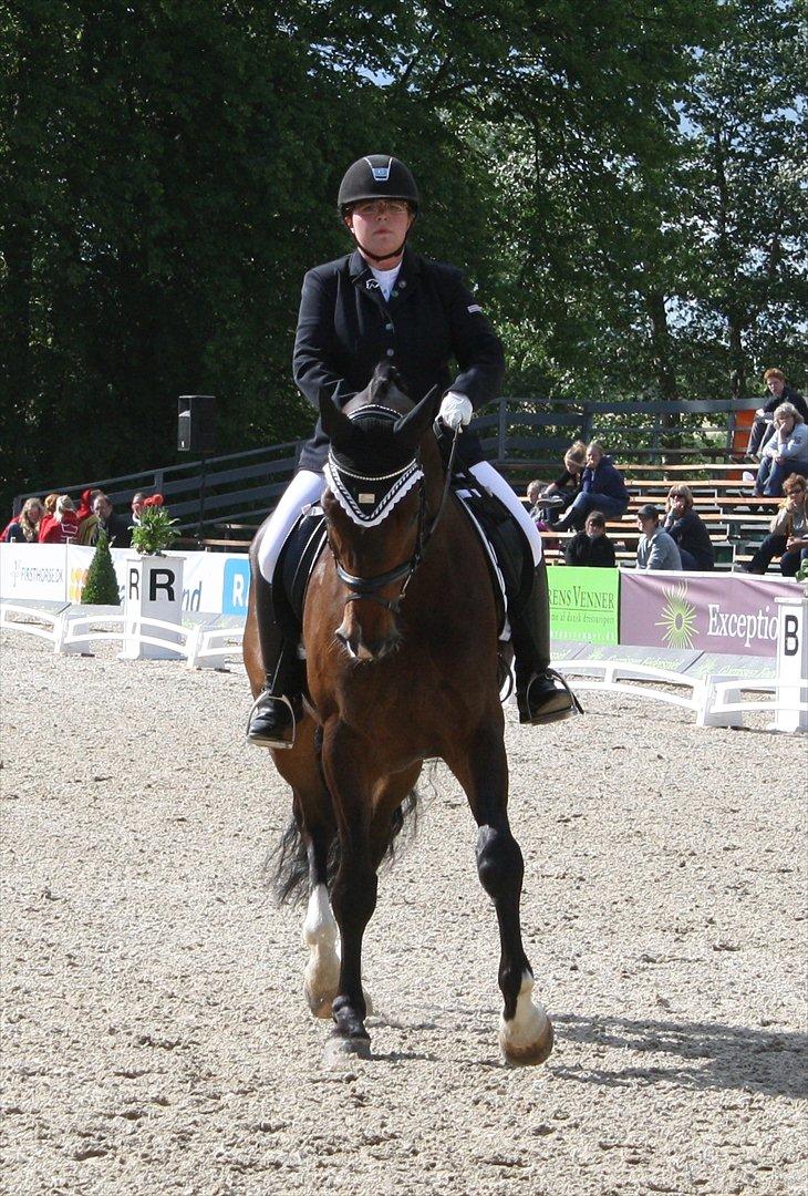 Dansk Varmblod Østergårdens Deleight billede 10