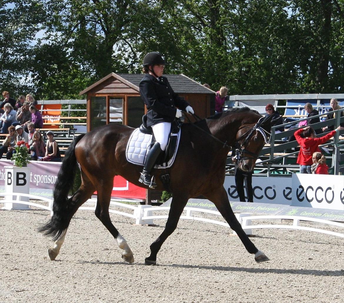 Dansk Varmblod Østergårdens Deleight billede 11