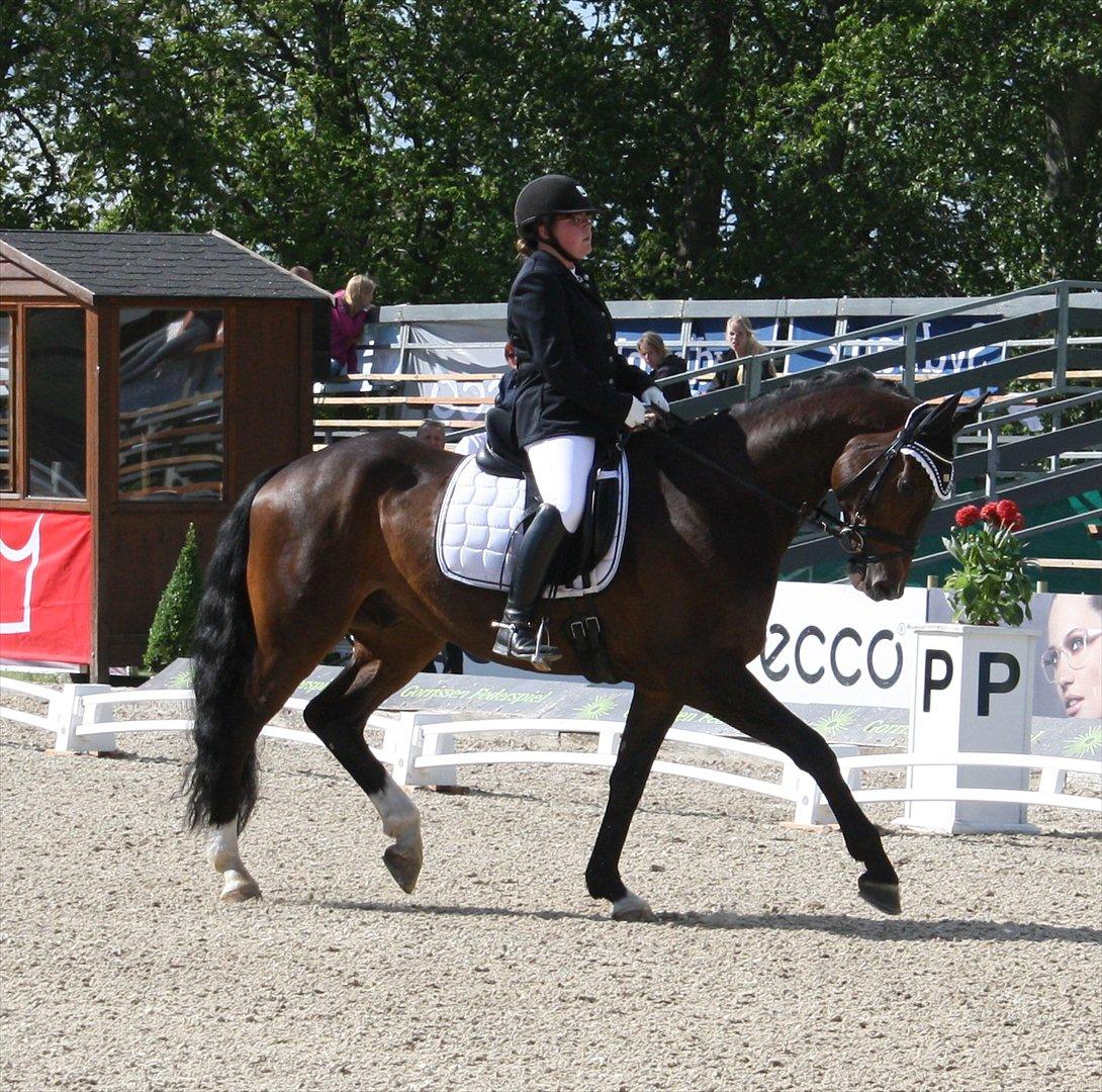 Dansk Varmblod Østergårdens Deleight billede 12