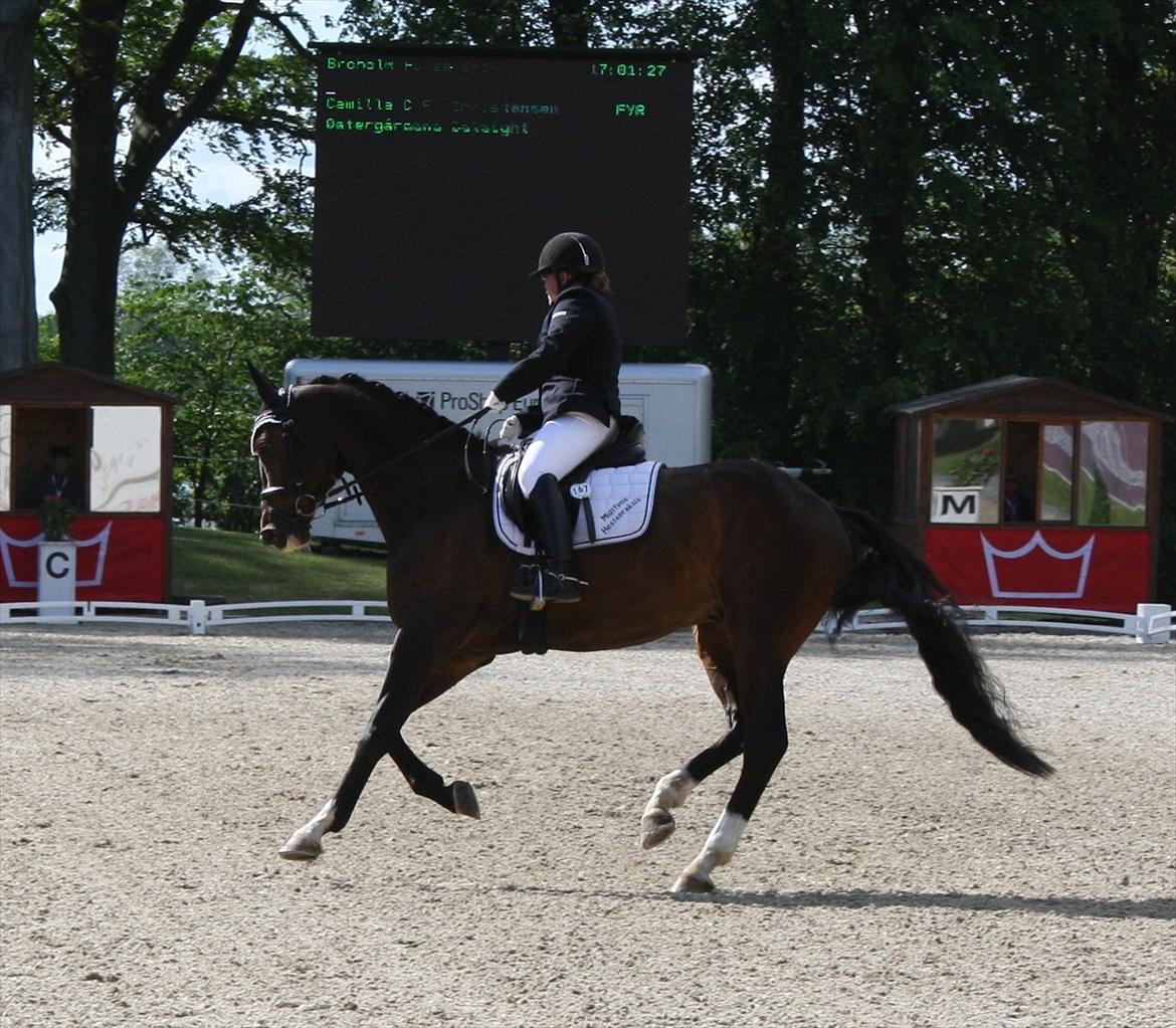 Dansk Varmblod Østergårdens Deleight billede 13