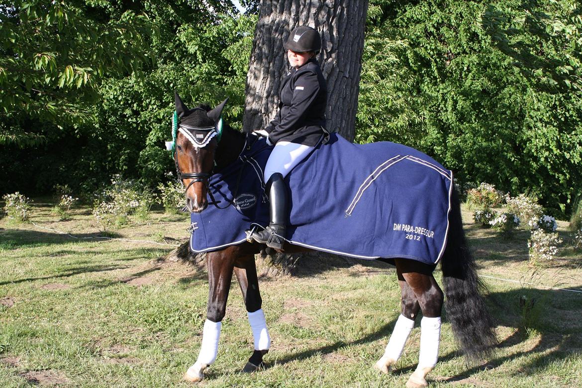 Dansk Varmblod Østergårdens Deleight billede 14