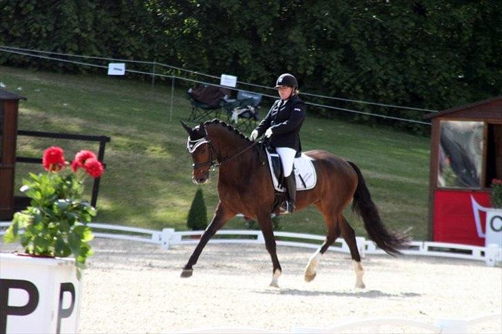 Dansk Varmblod Østergårdens Deleight billede 15