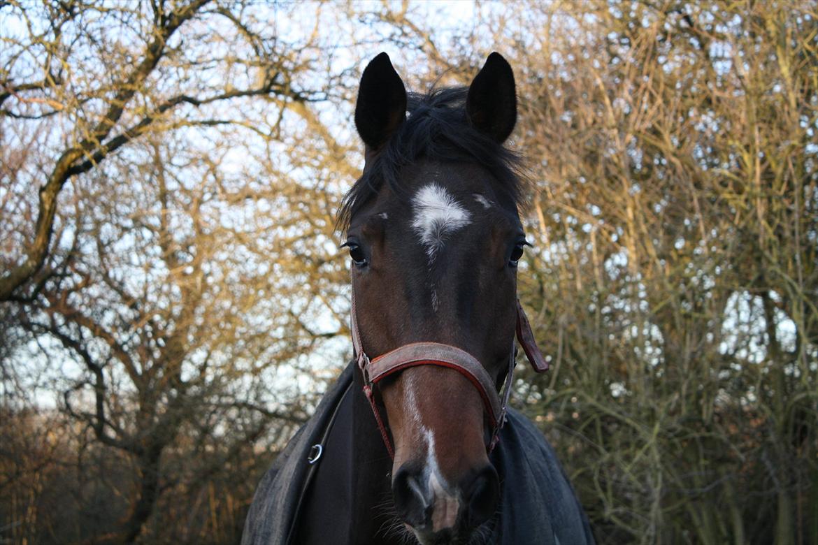 Dansk Varmblod Østergårdens Deleight billede 17