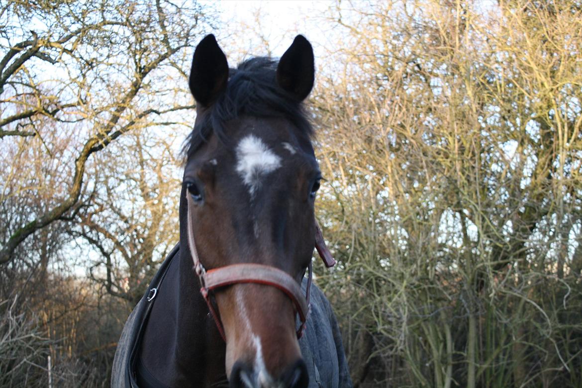 Dansk Varmblod Østergårdens Deleight billede 18