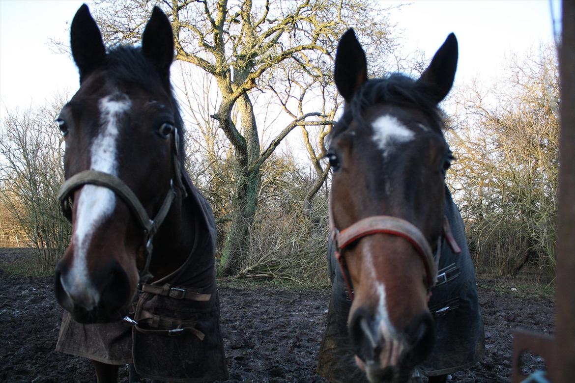 Dansk Varmblod Østergårdens Deleight - Casino og Deleight! <3 billede 19