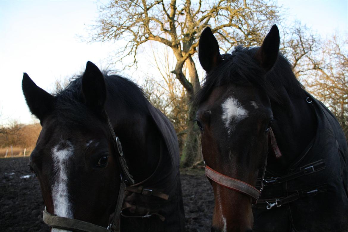 Dansk Varmblod Østergårdens Deleight billede 20