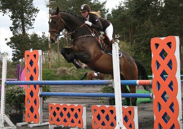 Tysk Oldenburger Clinton billede 6