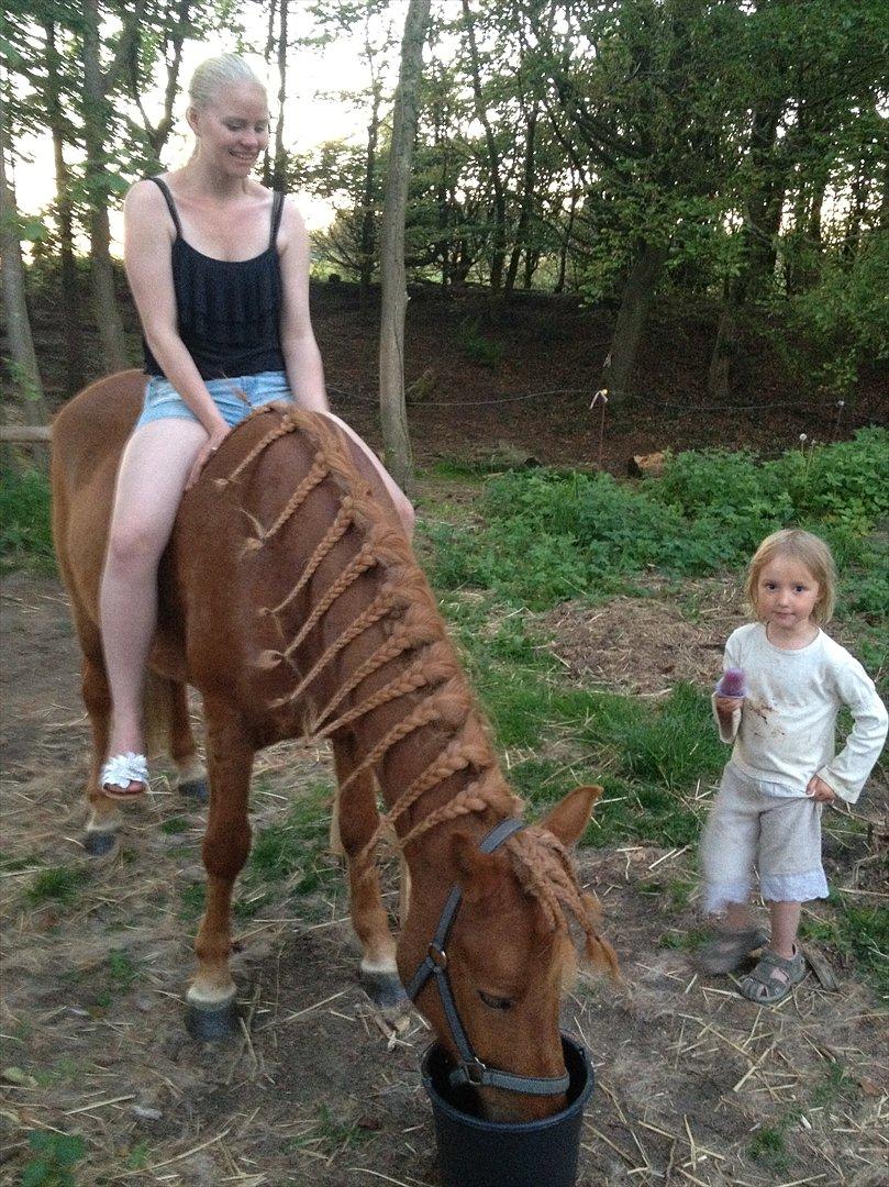 Islænder Príns [Min] - NYT - "En smuk hest bør have et hoved som en jomfru, en brystkasse som en enke, og hove som en baby" - Polsk ordsprog - Min smukke hest og min "lillesøster" billede 18