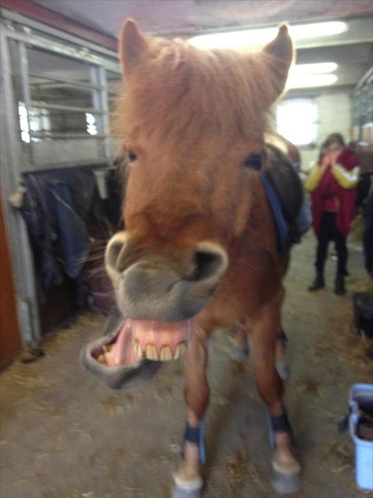 Islænder Príns [Min] - NYT - A horse should be treated like a gentleman - Leland Stanford - ét styk træt hest efter LB* & LB** billede 19