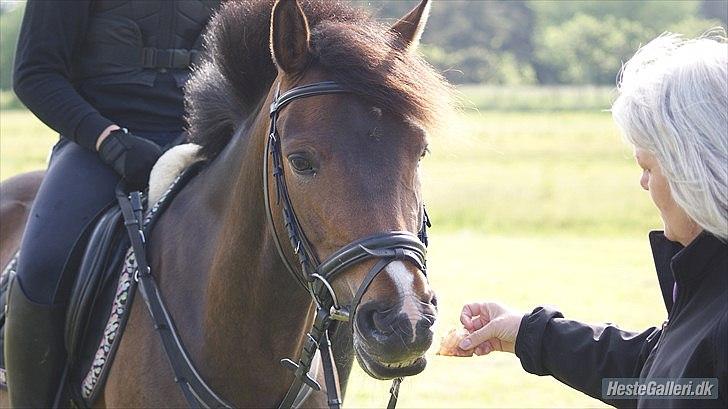 New Forest Odden's Daytonna A-Pony - Daytonna og min mor <3  billede 14