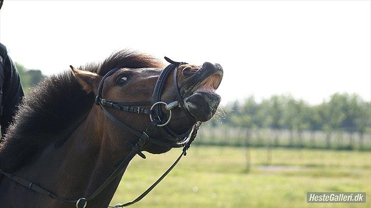 New Forest Odden's Daytonna A-Pony - SMIL til verden og verden smiler til dig <3 billede 22