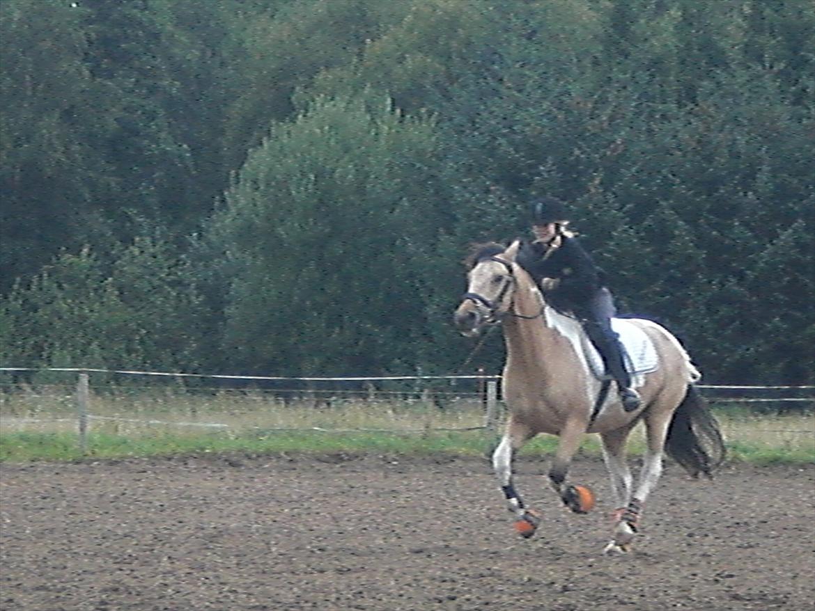 Pinto Hollands Aponion(L) - Fuld fart fremad.. xD
Jord-gallop! <3 billede 18