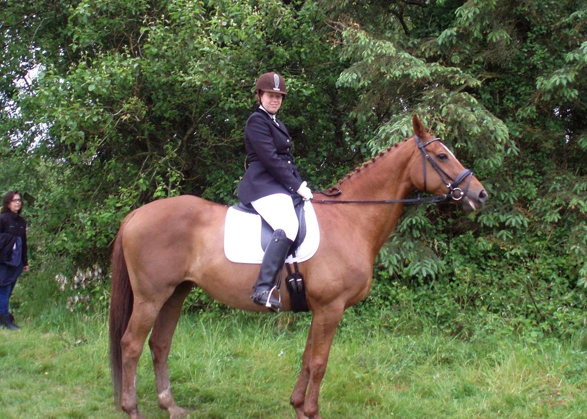 Dansk Varmblod Andina Solvang billede 2