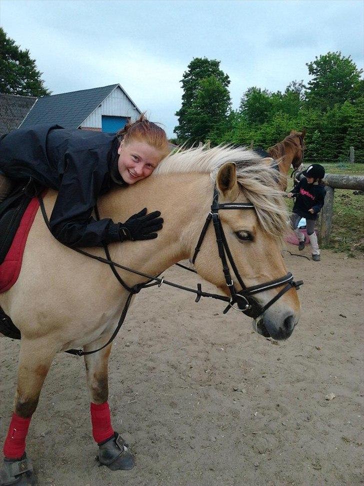 Fjordhest Hesselbjerg's Musse billede 18