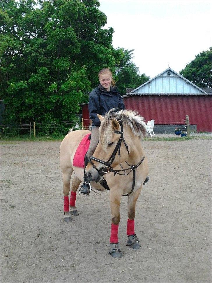 Fjordhest Hesselbjerg's Musse billede 19