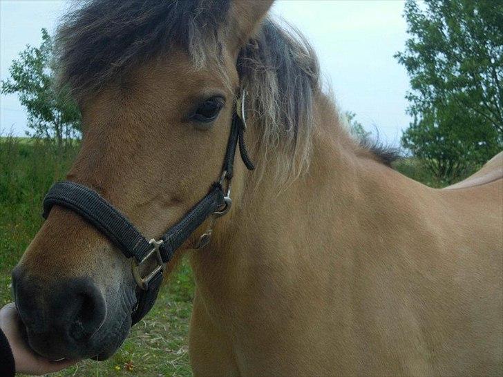 Fjordhest - Perle<3 ||Passer|| billede 20