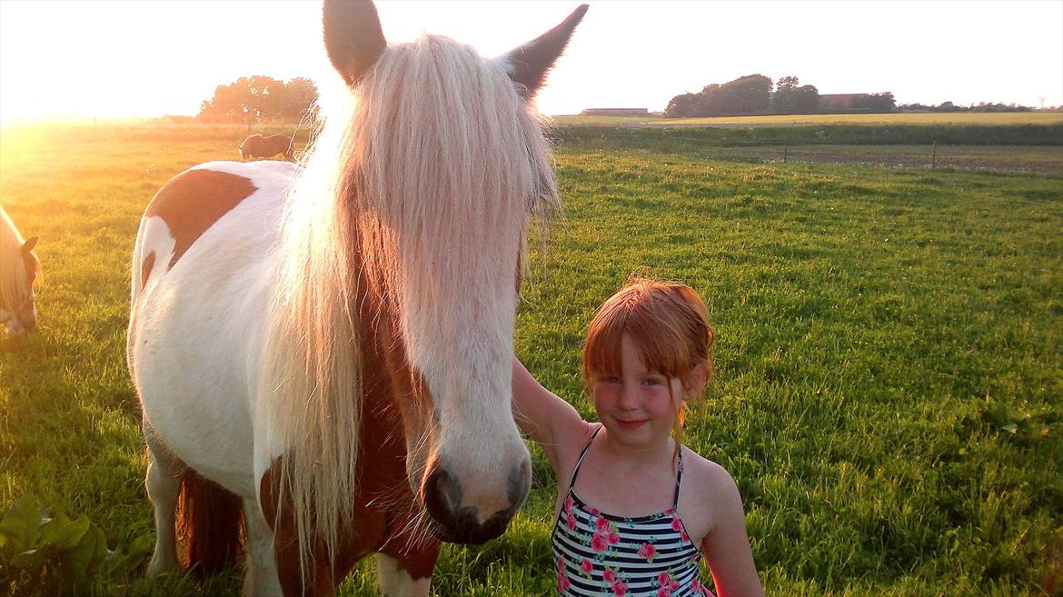 Irish Cob Cosy Beautey Báine (Bounty) billede 4
