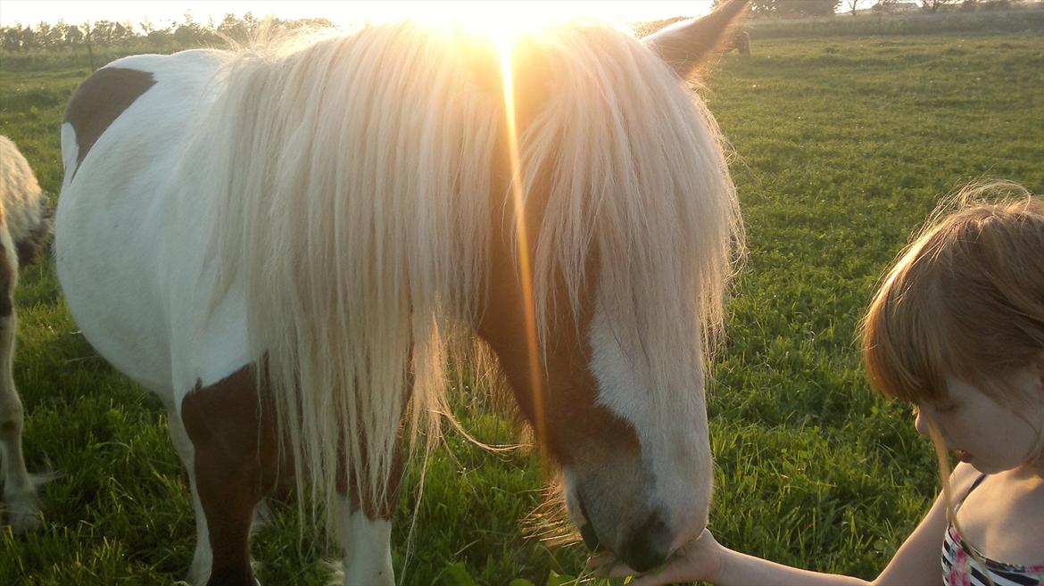 Irish Cob Cosy Beautey Báine (Bounty) billede 5