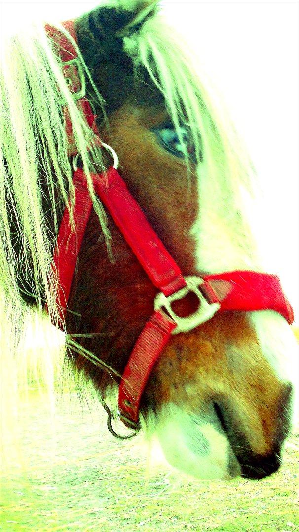 Irish Cob Cosy Beautey Báine (Bounty) billede 6