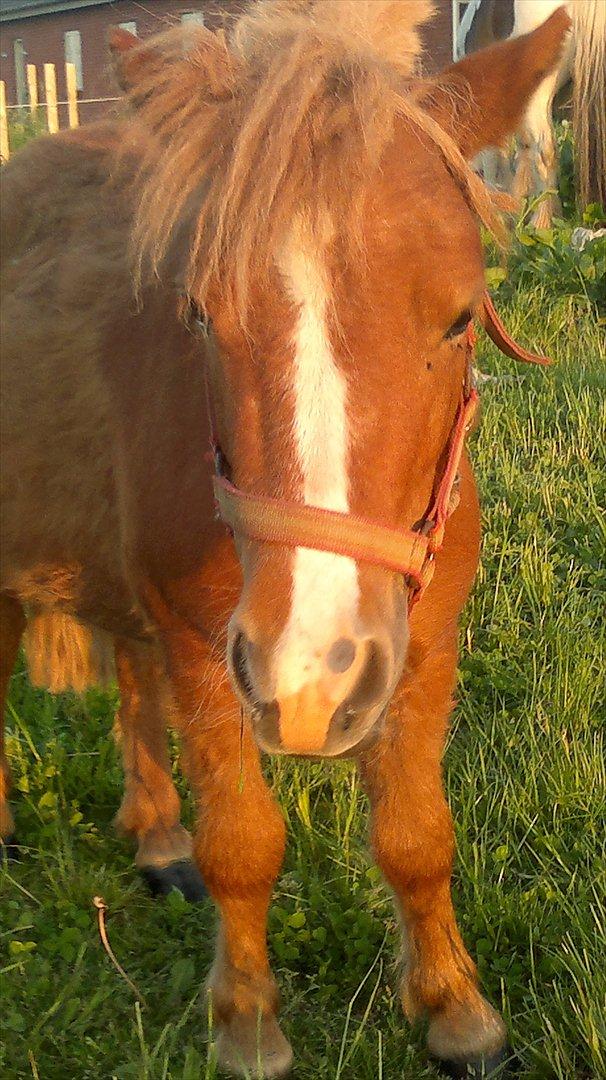 Shetlænder Bjerredals Matilde  - sol er bare livet billede 3