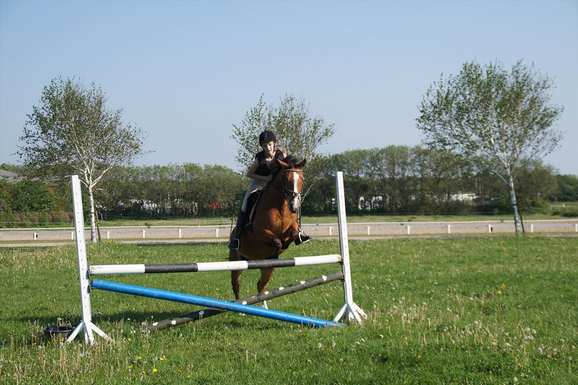 Anden særlig race Skovkrogens Bandine - træning 2013 1 m billede 9