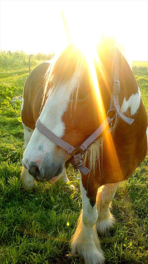 Irish Cob Rosenlunds Cosy Emmie - sommeren 2012 -nyt :-) billede 4