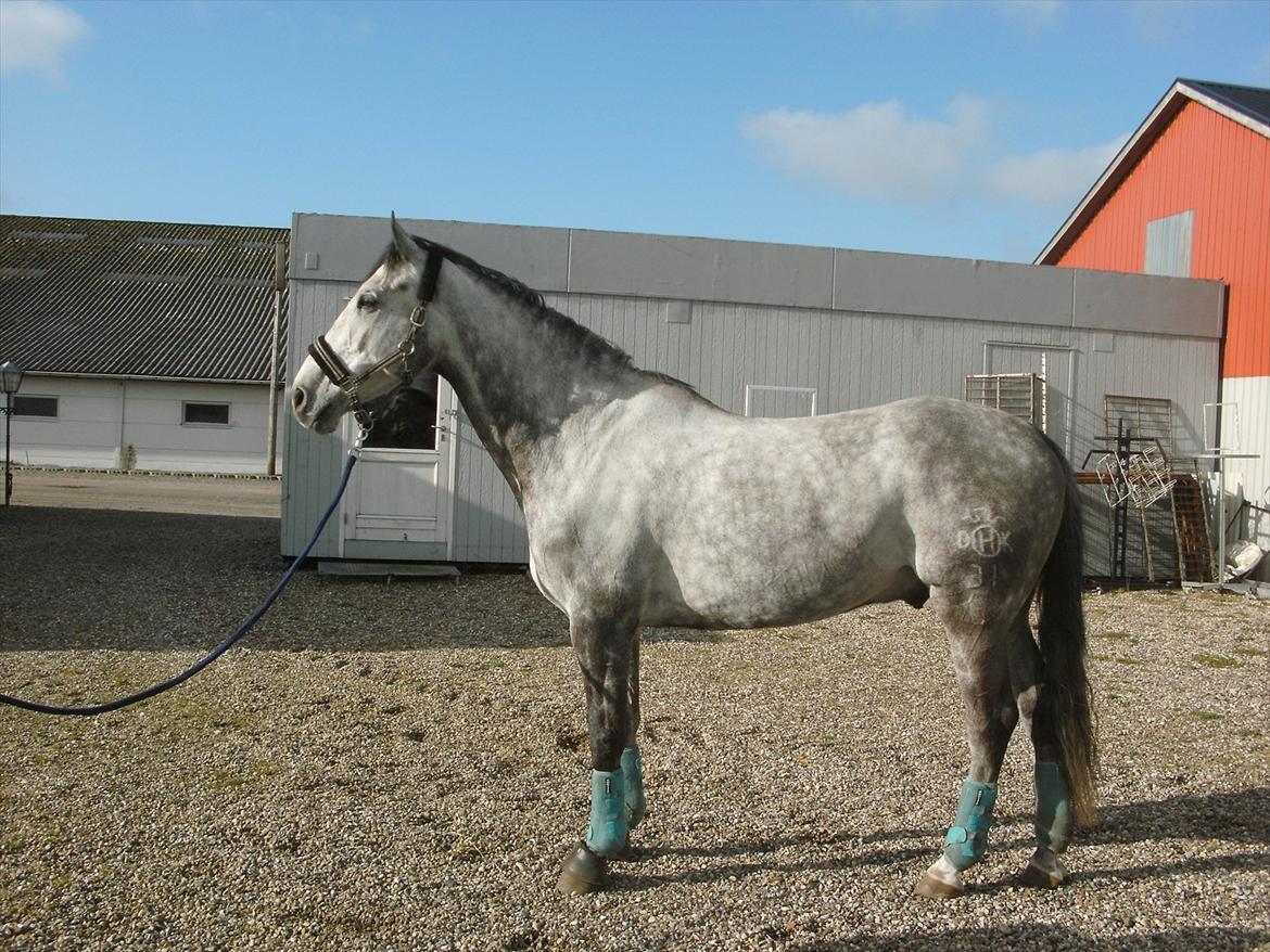 Holstener Armstrong ( Min bedste ven) <3 billede 15