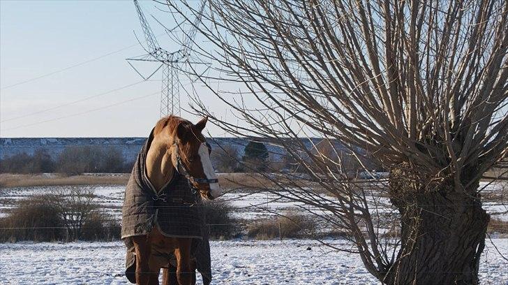Dansk Varmblod Elbækgaards Roska <3 - Mit skøre dyr der prøver at spise en gren xD billede 2