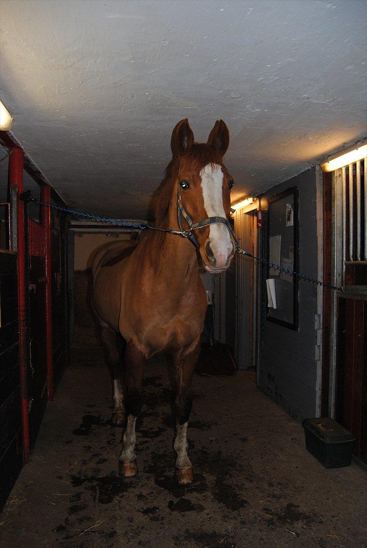 Dansk Varmblod Elbækgaards Roska <3 - Du giver mig ro så jeg kan slappe af, du er der når jeg har brug for det. Jeg elsker dig mere end ord kan beskrive! <3 billede 3