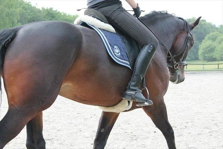 Oldenborg Brunette Alstrup - Foto: Jose billede 4