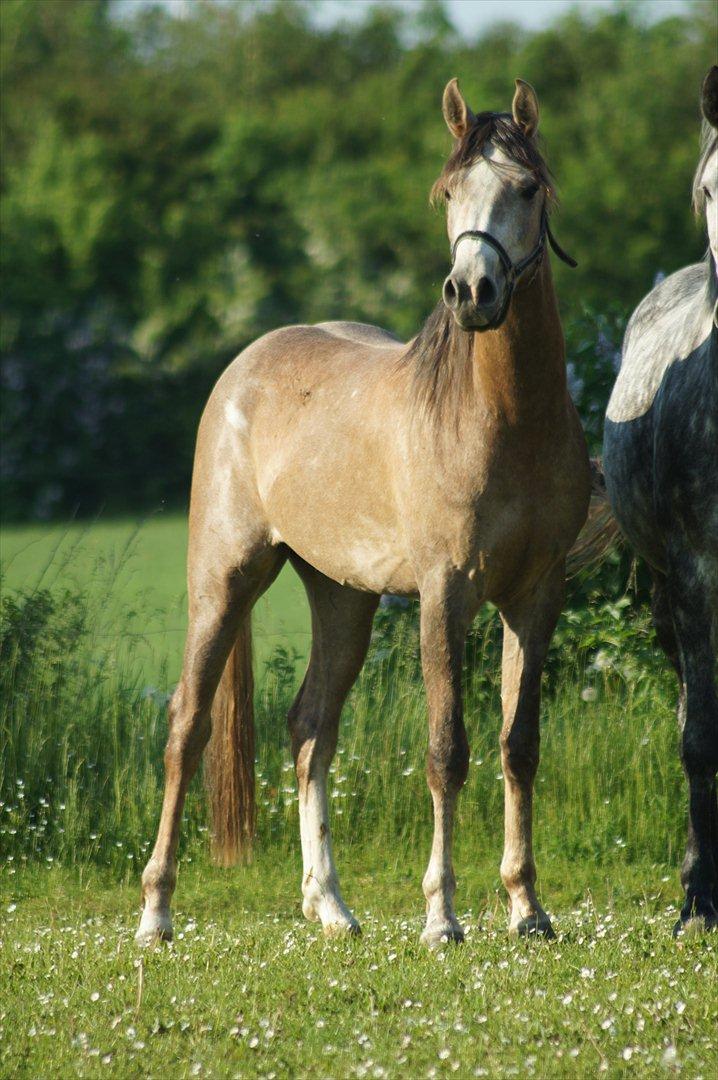 Arabisk fuldblod (OX) Ibn El Ghalahad (Allan) - Allan billede 2